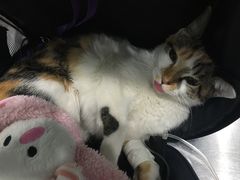 -伟伟宠物医院·CT影像中心·瑞派犬猫综合性门诊(汉口总院)