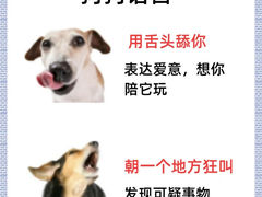 -萌宠之家·腊肠犬·马尔泰·小体犬舍