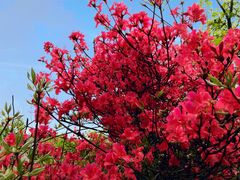 -木兰云雾山