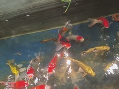 -洞庭家宴·头牌甲鱼(广渠门店)