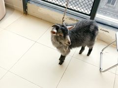 -怪兽屋·羊驼·猫咖·狗咖(俊华广场店)