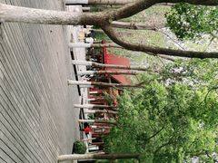 -合肥滨湖国家森林公园