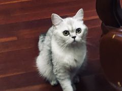 -1013 PET SHOP 宠物商店(近铁城市广场店)