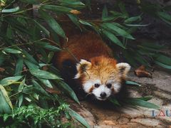 -都江堰中华大熊猫苑