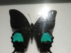 -上海昆虫博物馆