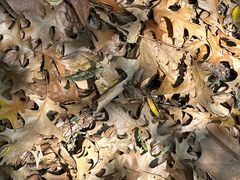 -上海佘山国家森林公园天马山园