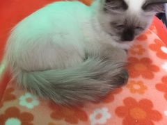 -猫咪博物馆(顶澳仔猫街店)