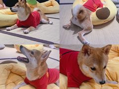-逗柴咖啡屋·狗咖猫咖宠物桌游