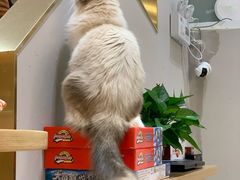 -飞行喵MR PILOT|猫舍·猫咖(静安大融城店)