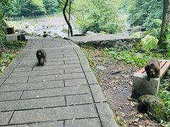 -西岭雪山大飞水景区