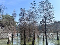 -顺峰山公园