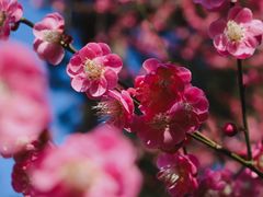 -杭州植物园