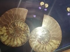 -青岛贝壳博物馆