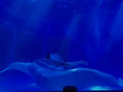 -上海海昌海洋公园-冰山北极馆