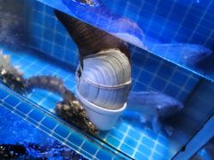 -崂山印象·青岛·海鲜渔家菜