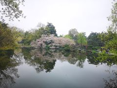 -西湖外事游船(花港观鱼码头)