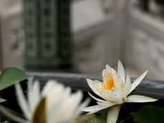 -西安大兴善寺