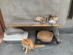 -Again Coffee Roaster(香蜜湖店)