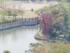 -顾村公园