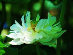 -莲花池公园