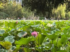 -莲池书院博物馆