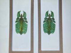 -上海昆虫博物馆
