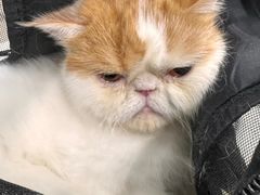 -安安宠医宠物医院·异宠·犬猫内科(岳阳分院)