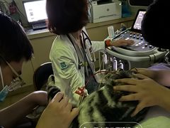 -美联众合动物医院·24h转诊中心