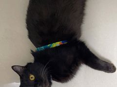 -欧奕国际动物医院