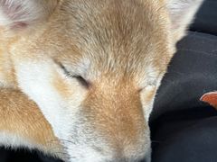 -柴犬高等学院·狗咖·柴犬售卖·宠物训练