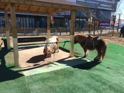 -萌宠亲子动物乐园(槐房万达店)