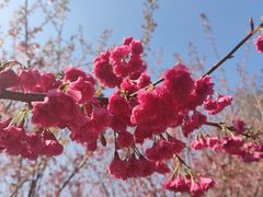 -顾村公园