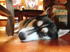 -more than meow吴止猫主题餐厅(承德 中船汇店)