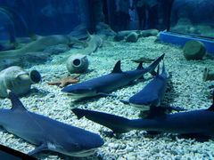 -福州罗源湾海洋世界旅游区