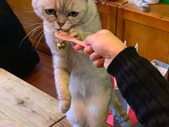-李小姐の猫咖啡馆(五角场店)