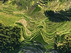 -紫鹊界梯田景区