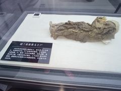 -巴音郭楞蒙古自治州博物馆