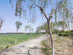 -西青郊野公园