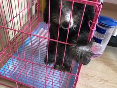 -翊宠yipet猫狗购宠庄园犬舍•猫舍