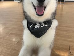 -Husky Go! 哈士奇体验馆·宠物咖啡厅狗咖