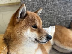 -南京Hallo宠物乐园·哈罗犬舍·柴犬繁育基地