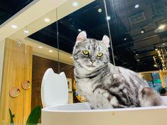 -藏猫猫咖啡主题馆(中央大道店)