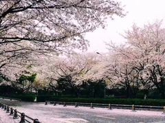 -武汉大学-樱园