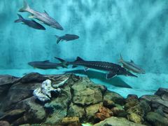 -太平洋海底世界