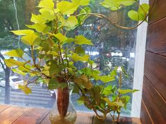 -木辛水水冰煮羊(凤城六路店)