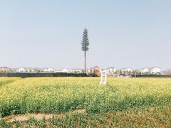 -金卉庄园