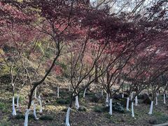 -南京市江宁方山