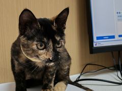 -瑞派康怡24h宠物医院·犬猫医疗中心·微创绝育(瑞景分院)