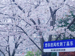 -高东镇樱花园