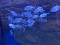-邯郸海洋世界